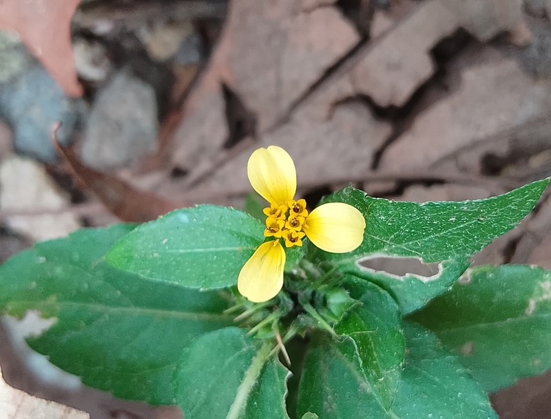 Calyptocarpus wendlandii photo 2