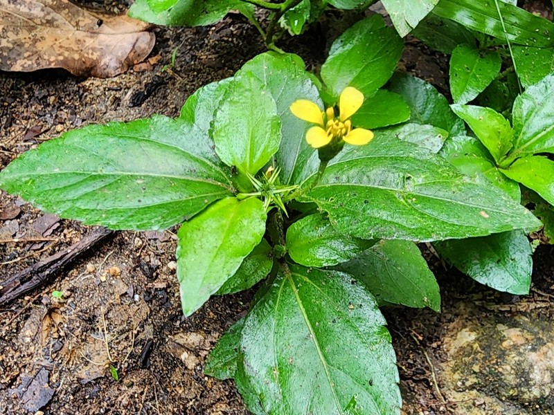 Calyptocarpus wendlandii photo 3