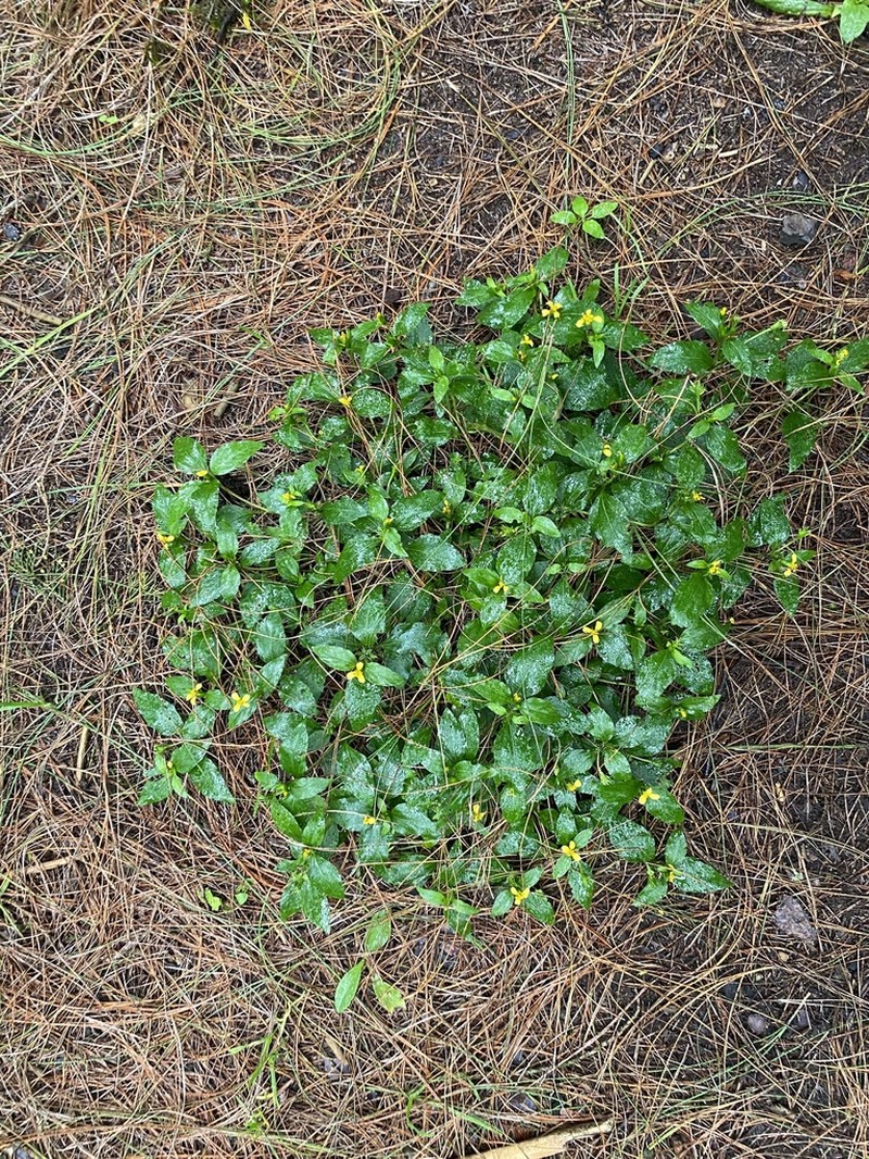 Calyptocarpus wendlandii photo 4