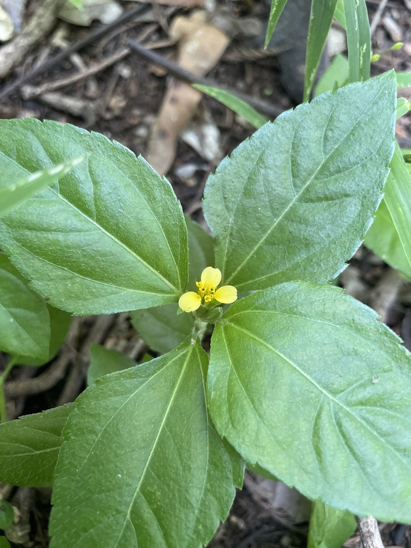 Calyptocarpus wendlandii photo 5