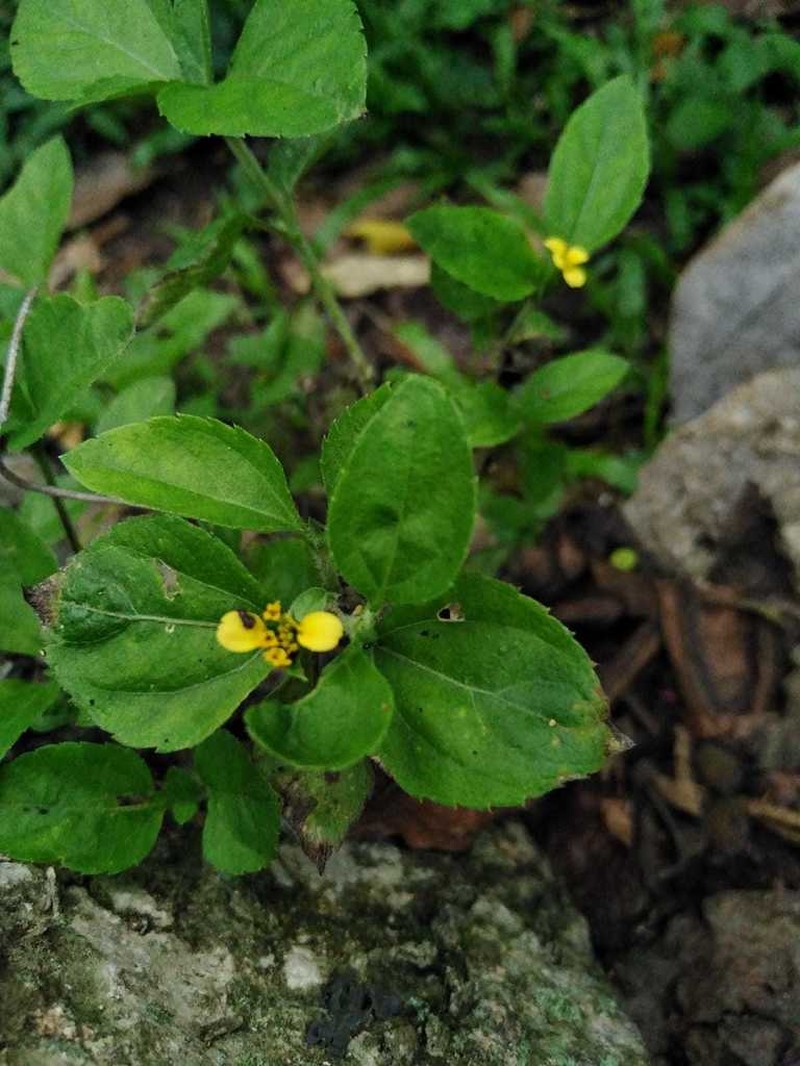 Calyptocarpus wendlandii photo 6