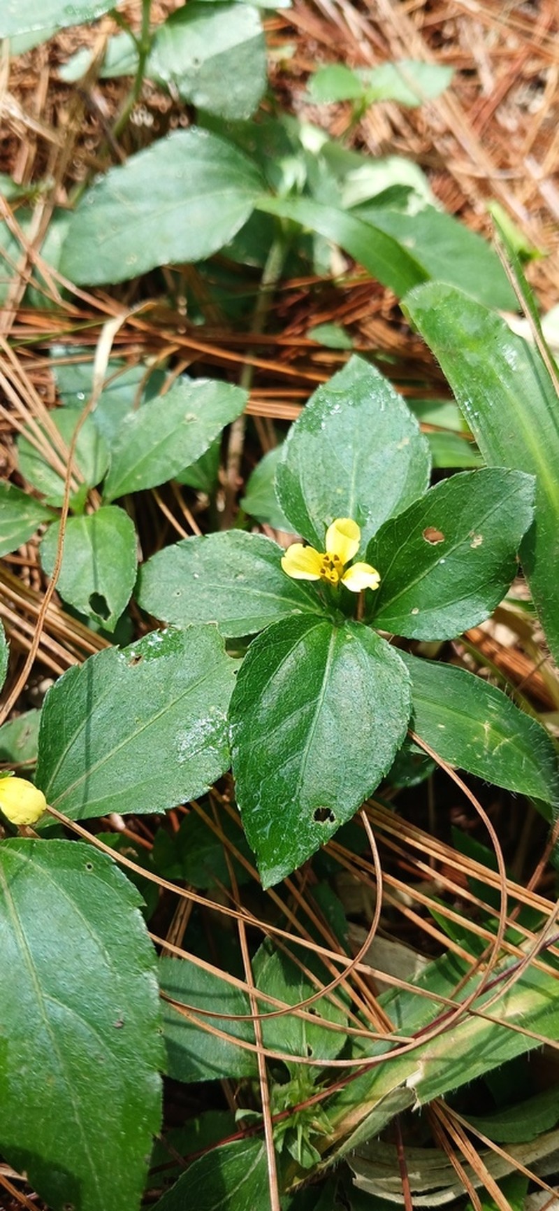 Calyptocarpus wendlandii photo 7