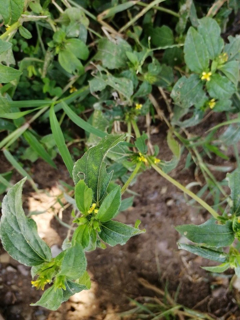 Calyptocarpus wendlandii photo 8
