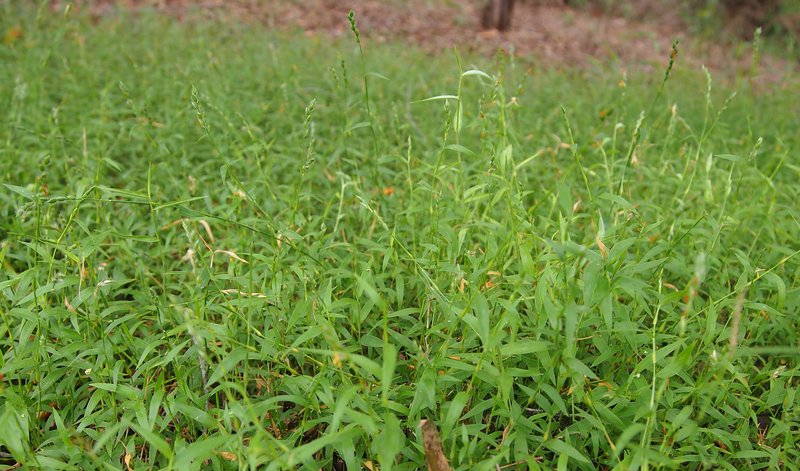 Calyptochloa gracillima