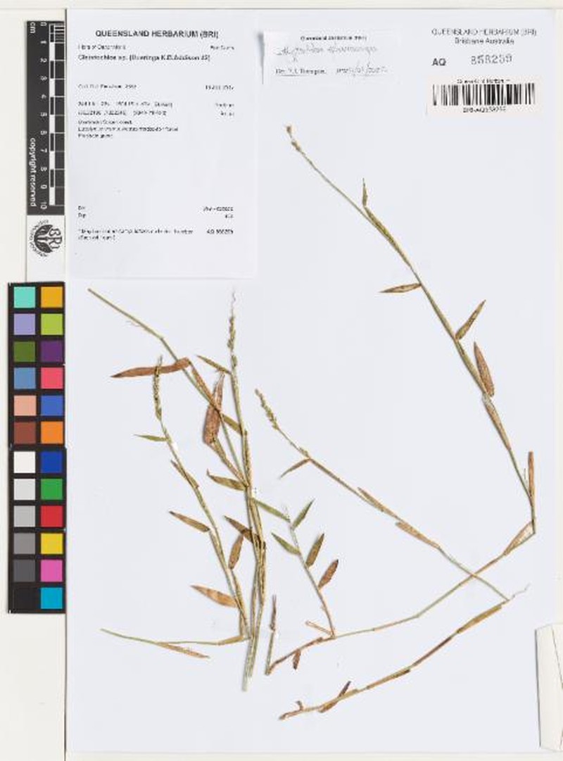 Calyptochloa sphaerocarpa