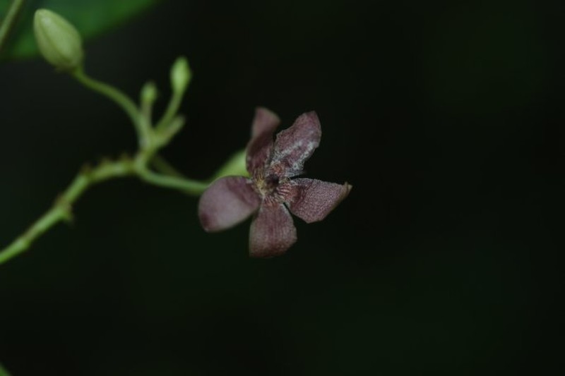 Calyptranthera rosea