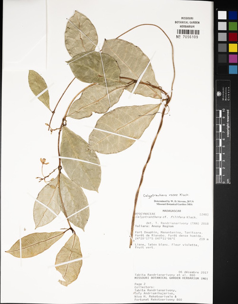 Calyptranthera rosea photo 2