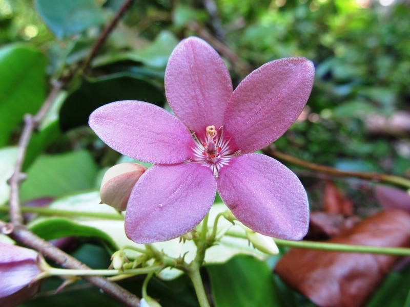 Calyptranthera rosea photo 3