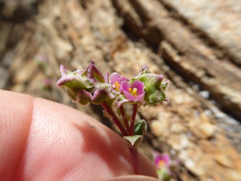 Calyptridium arizonicum