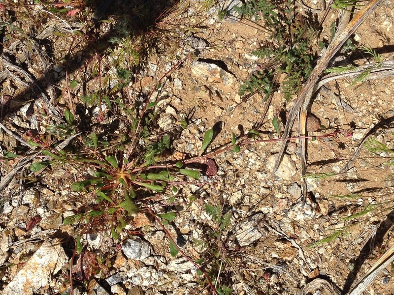 Calyptridium arizonicum photo 2