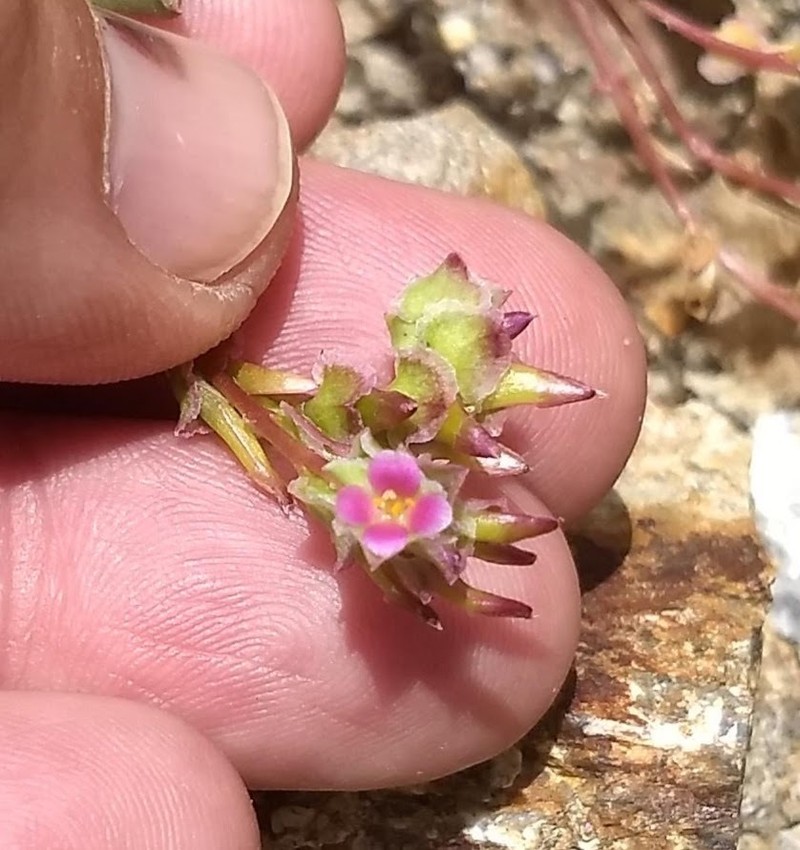 Calyptridium arizonicum photo 3