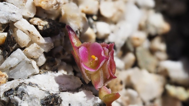 Calyptridium arizonicum photo 4