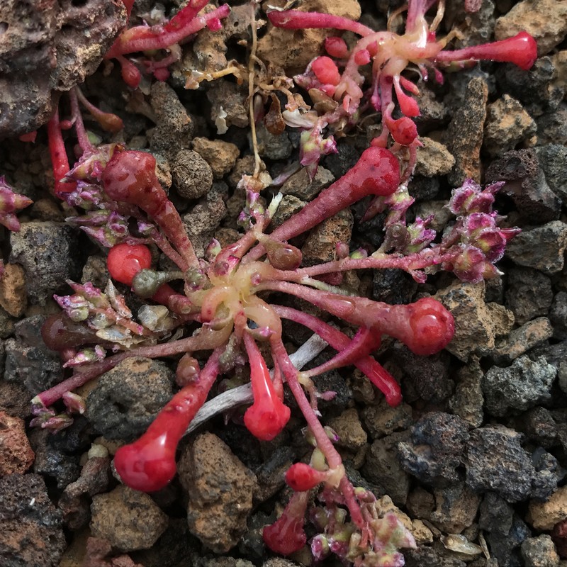 Calyptridium arizonicum photo 5