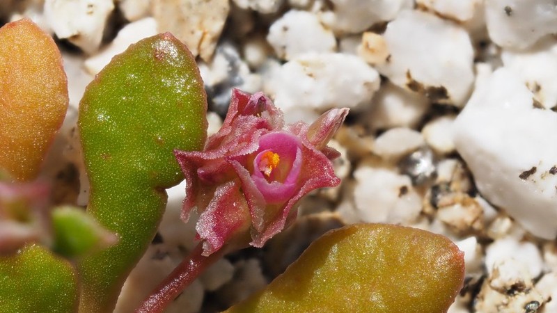 Calyptridium arizonicum photo 6