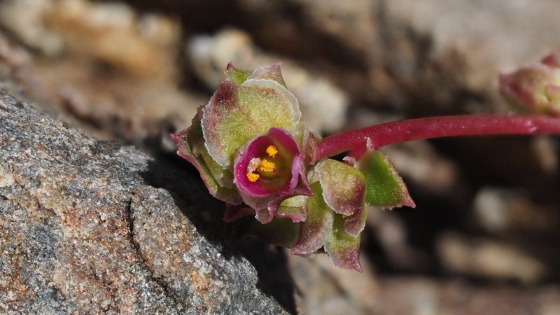 Calyptridium arizonicum photo 7
