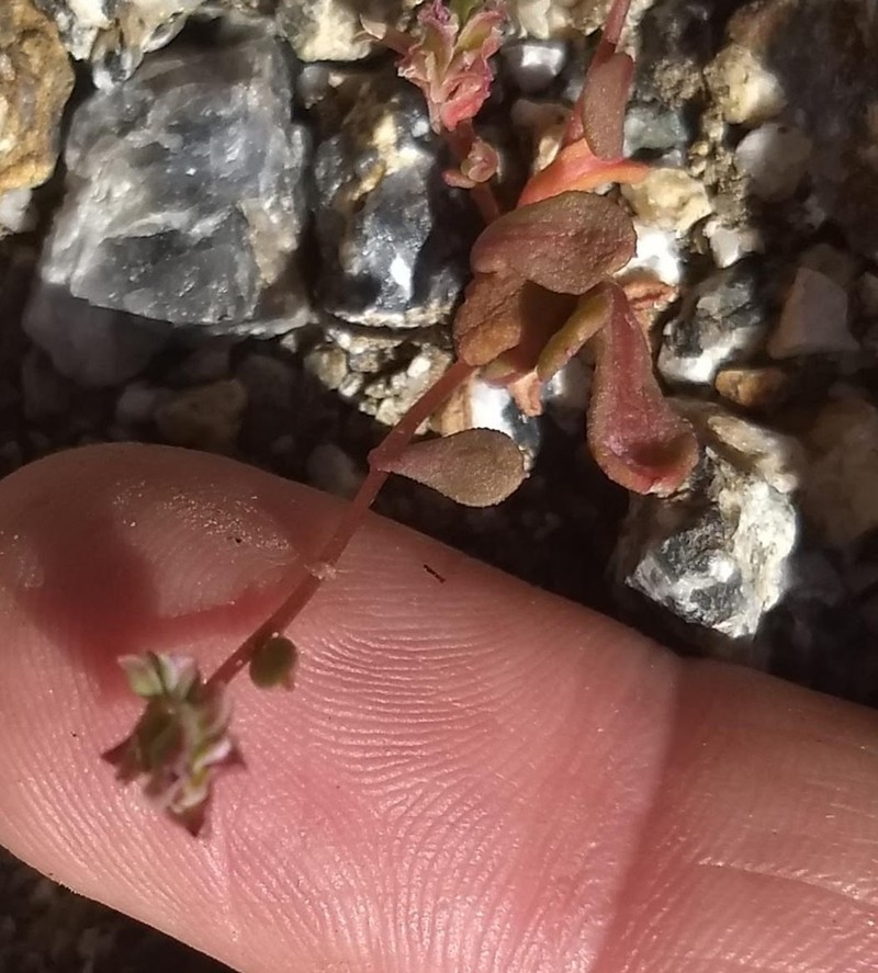 Calyptridium arizonicum photo 8