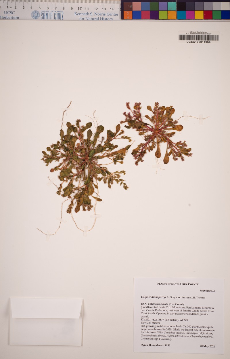 Calyptridium hesseae photo 3