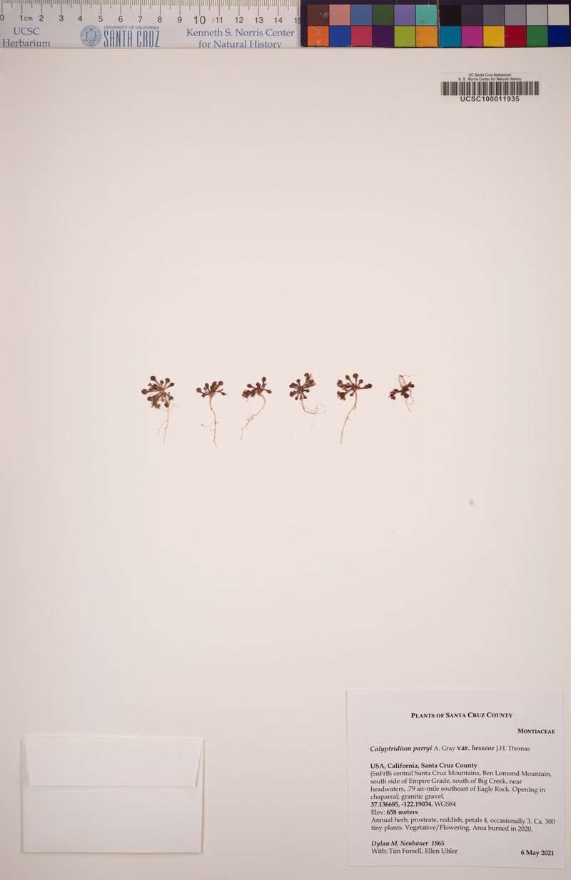 Calyptridium hesseae photo 4