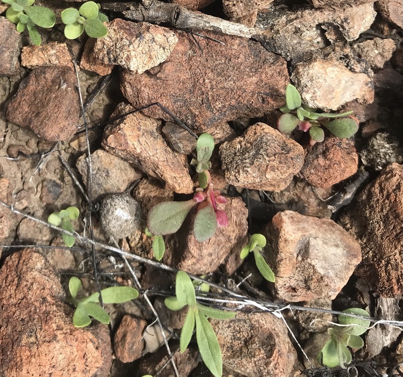 Calyptridium hesseae