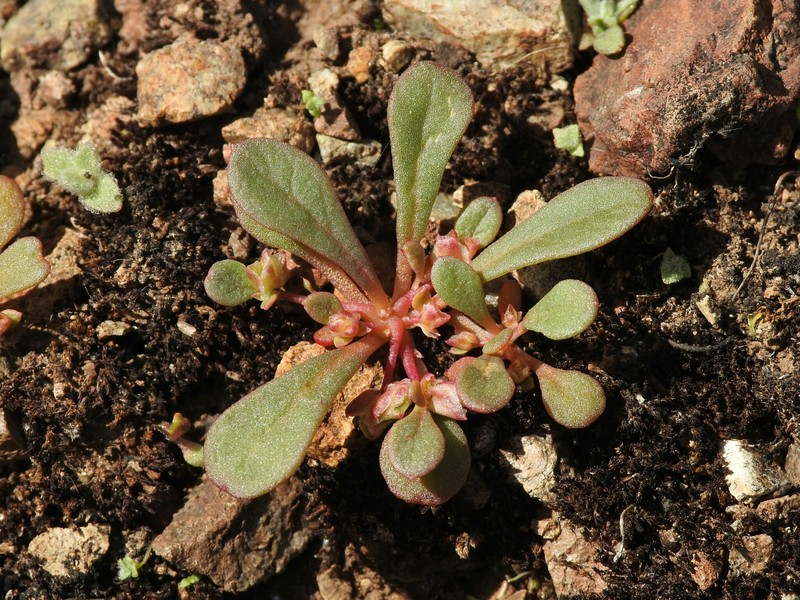 Calyptridium hesseae photo 2