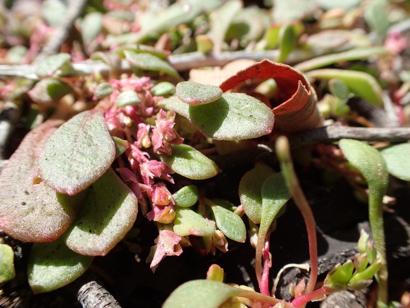 Calyptridium hesseae photo 3