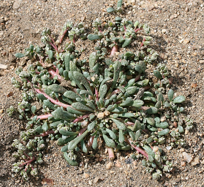 Calyptridium martirense