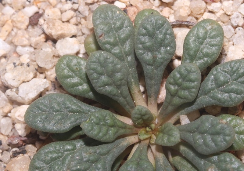 Calyptridium martirense photo 3