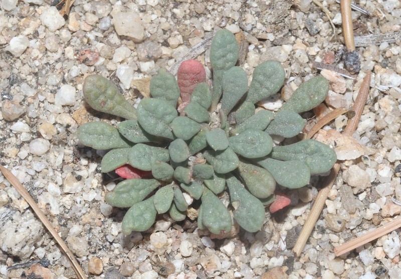 Calyptridium martirense photo 4