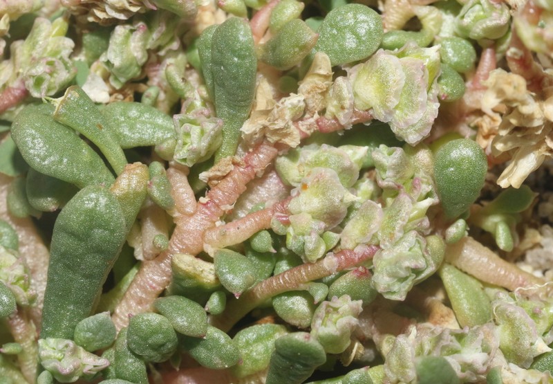 Calyptridium martirense photo 6
