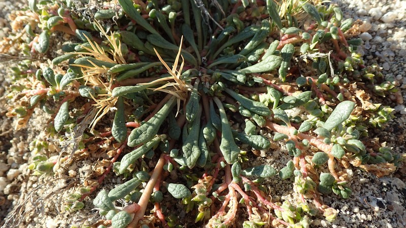 Calyptridium martirense photo 7