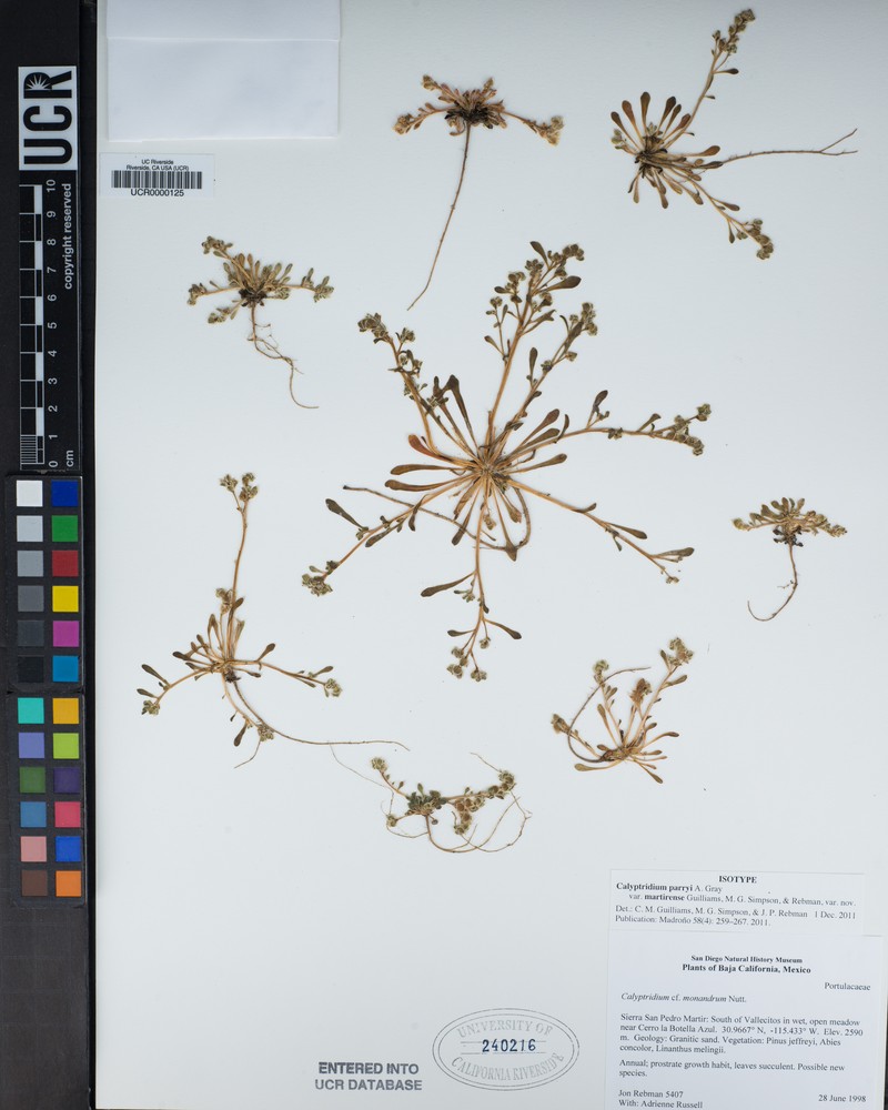 Calyptridium martirense photo 8