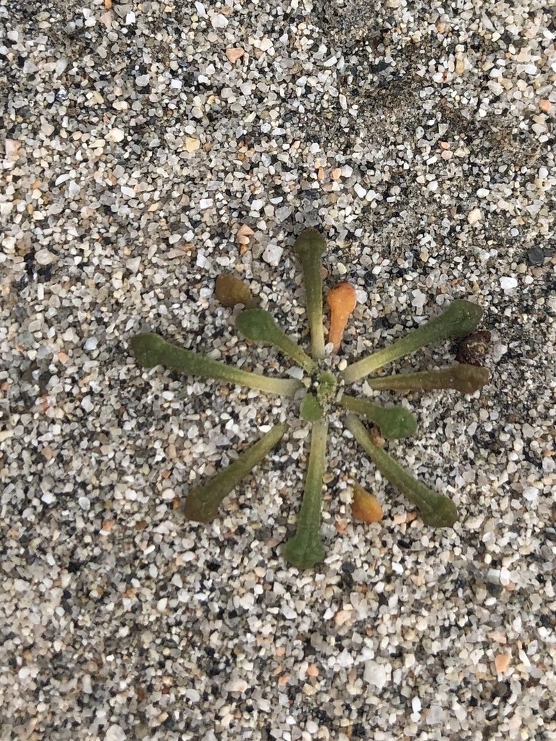 Common Pussypaws
