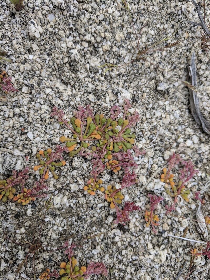 Common Pussypaws photo 2