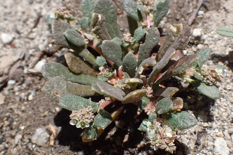Common Pussypaws photo 5