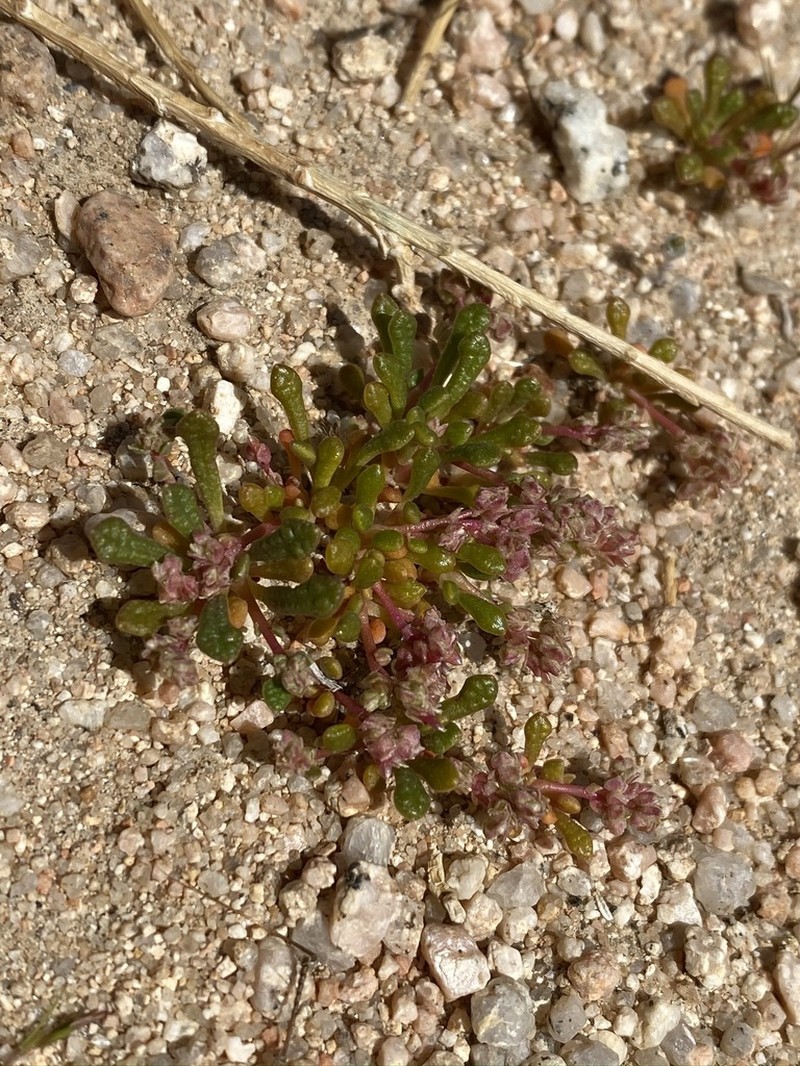 Common Pussypaws photo 6