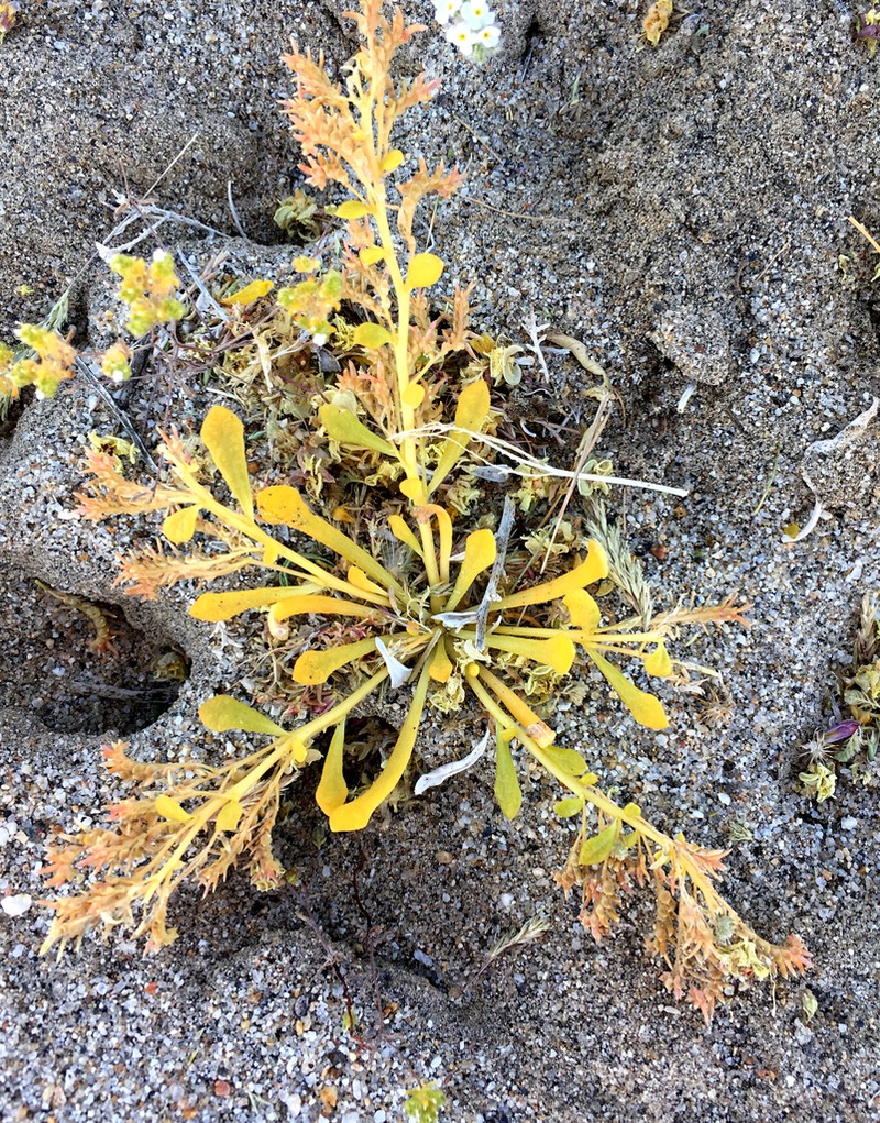 Common Pussypaws photo 7