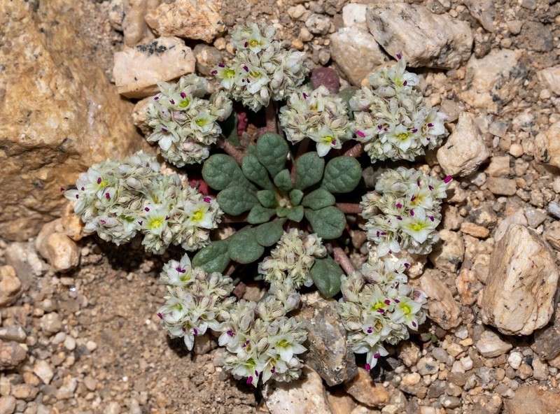 Oneseed Pussypaws photo 3