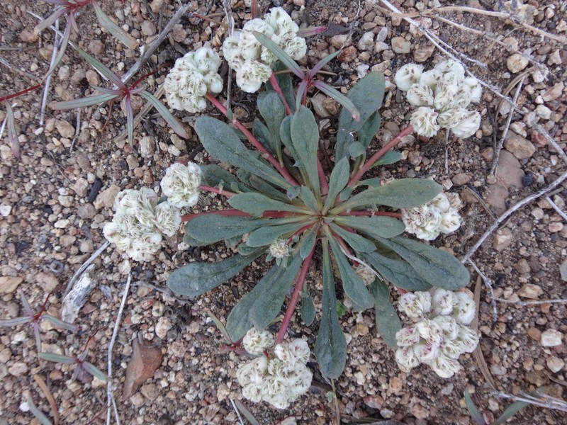 Oneseed Pussypaws photo 8