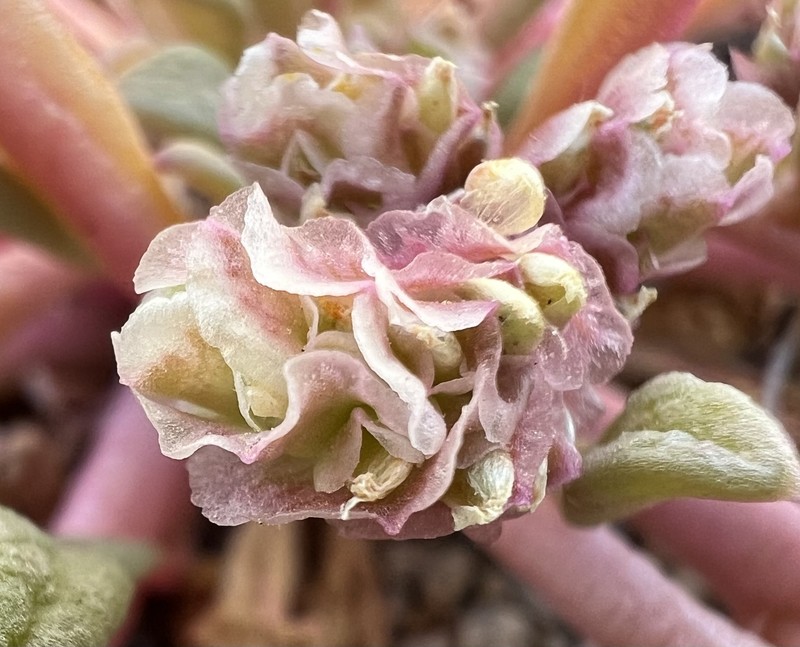 Calyptridium nevadense