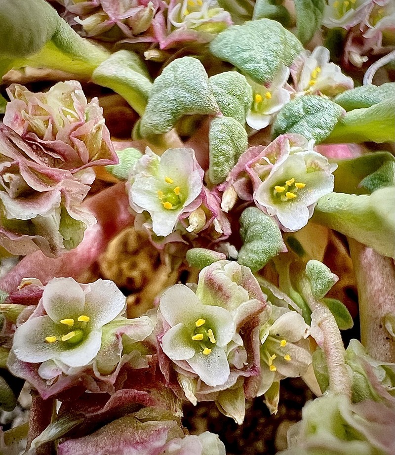 Calyptridium nevadense photo 2