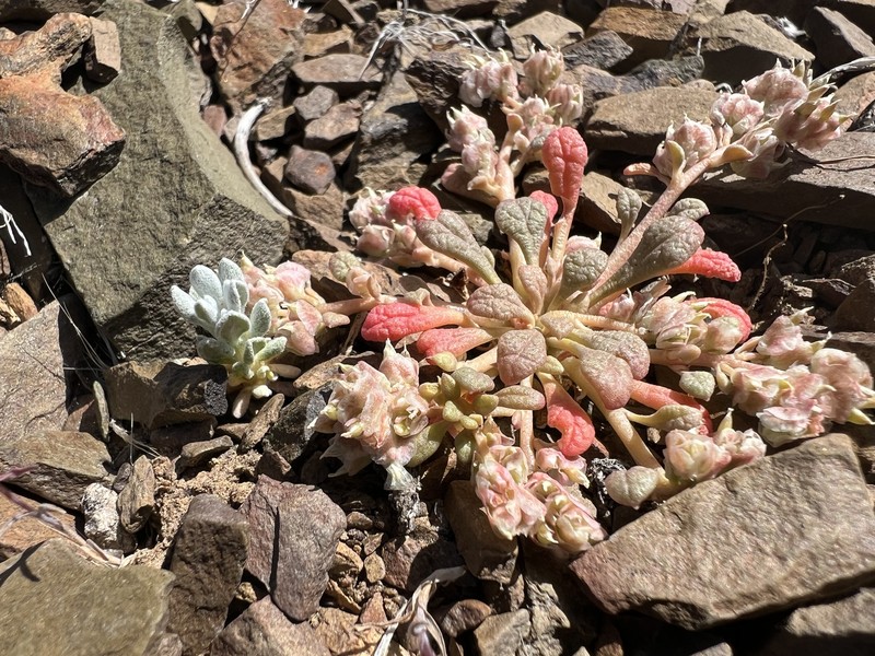 Calyptridium nevadense photo 3