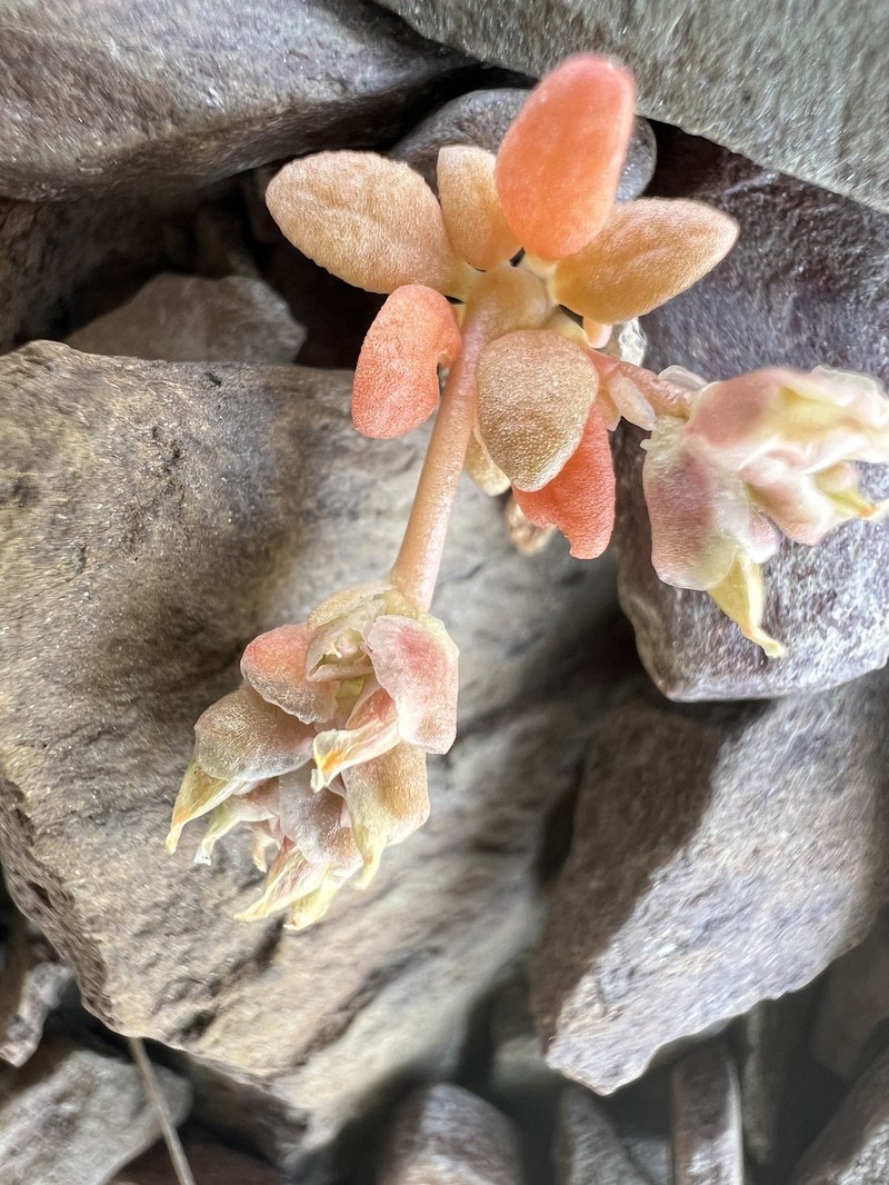 Calyptridium nevadense photo 4