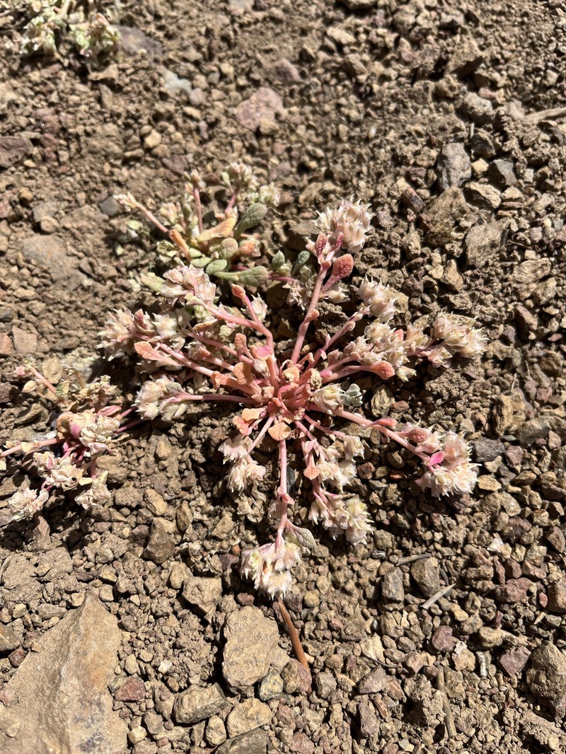 Calyptridium nevadense photo 5