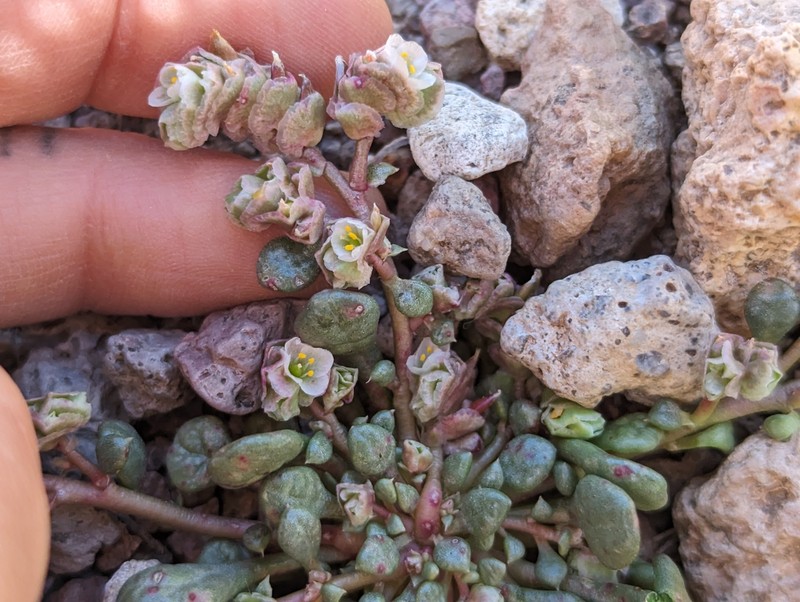 Calyptridium nevadense photo 6