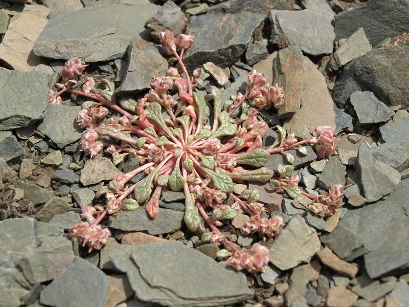 Calyptridium nevadense photo 7