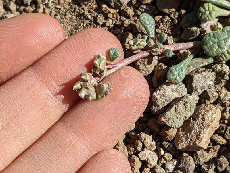 Calyptridium nevadense photo 8