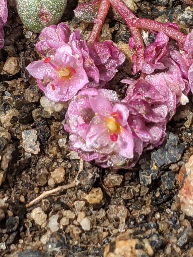 Mariposa Pussypaws