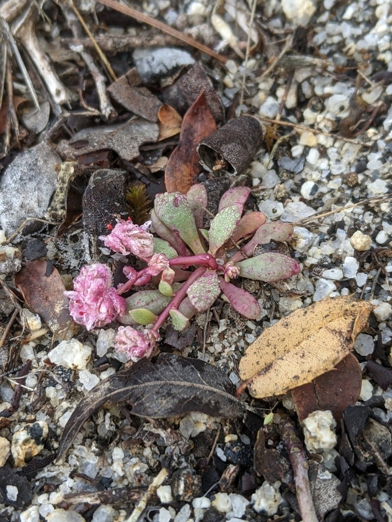 Mariposa Pussypaws photo 2
