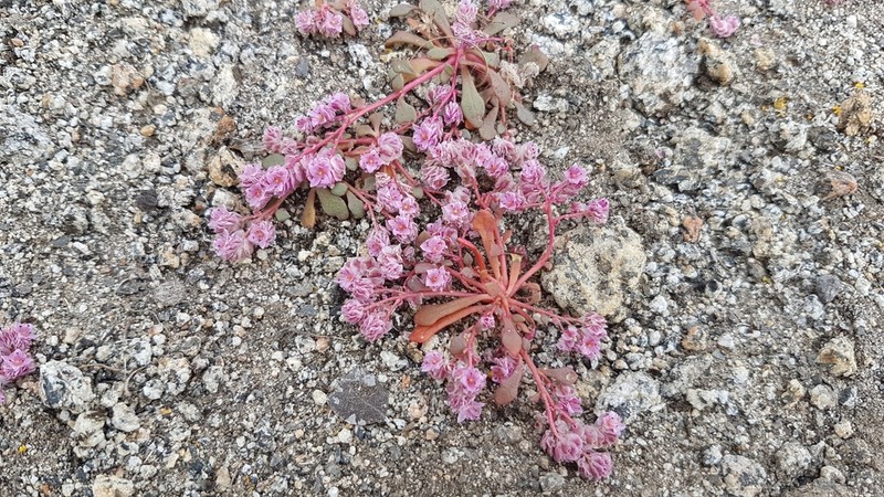 Mariposa Pussypaws photo 5