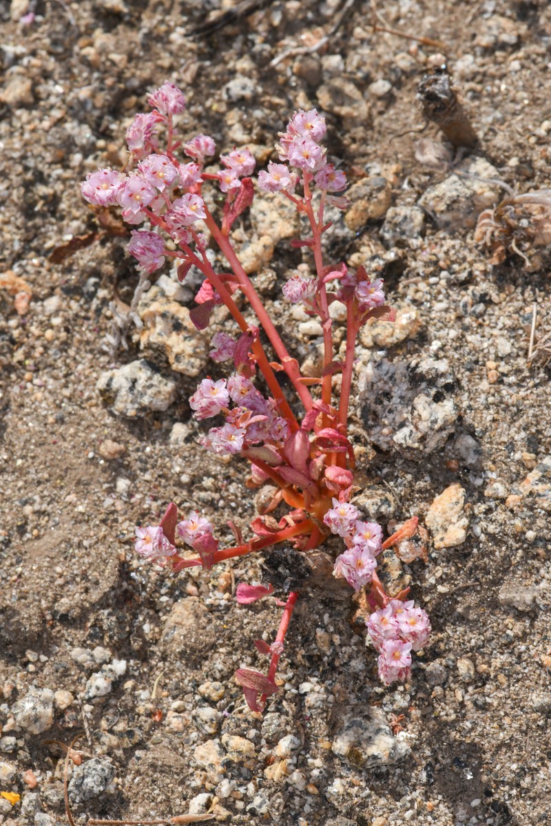 Mariposa Pussypaws photo 6